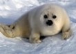 salviamo le piccole foche - nomacello